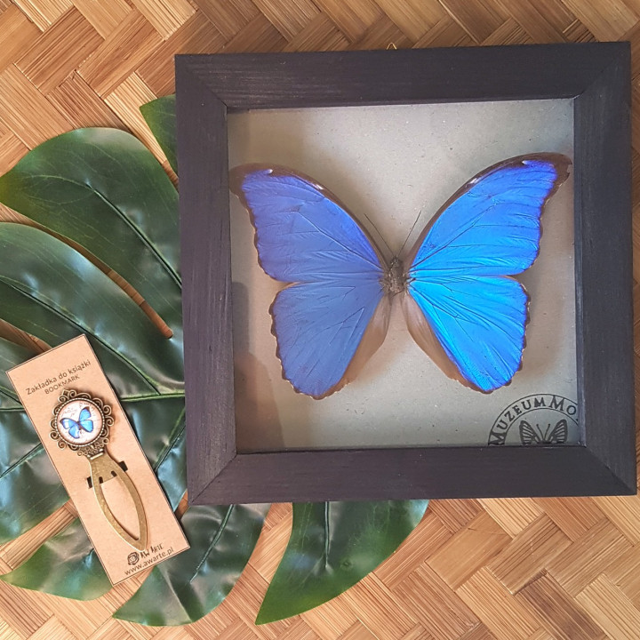 Zakładka do książki - MOTYL NIEBIESKI (MORPHO) — zdjęcie 3